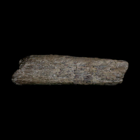 5.7" Phytosaur Fossil Skull Bone Late Triassic Age Archosaur Chinle FM, AZ COA