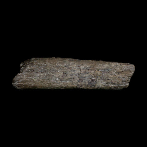 5.7" Phytosaur Fossil Skull Bone Late Triassic Age Archosaur Chinle FM, AZ COA - Fossil Age Minerals