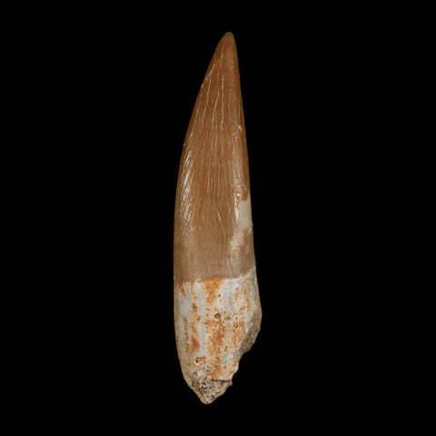 1.9" Plesiosaur Zarafasaura Tooth Fossil Cretaceous Dinosaur Era COA, Stand