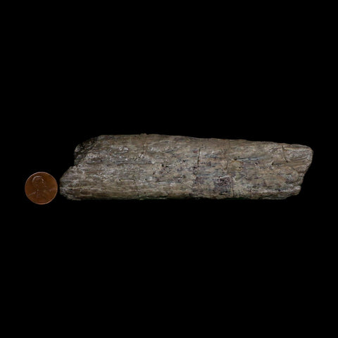 5.7" Phytosaur Fossil Skull Bone Late Triassic Age Archosaur Chinle FM, AZ COA - Fossil Age Minerals