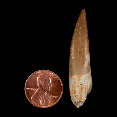 1.9" Plesiosaur Zarafasaura Tooth Fossil Cretaceous Dinosaur Era COA, Stand