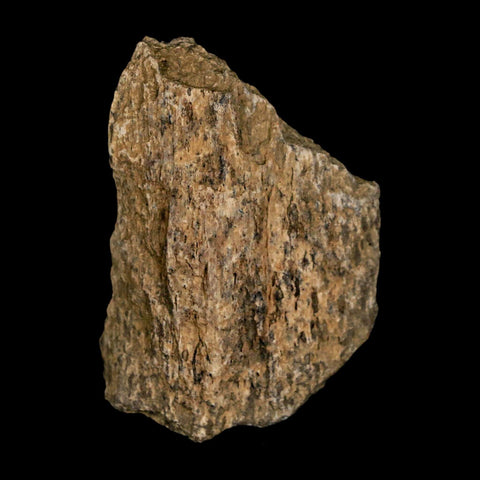 2.2" Tyrannosaurus Rex Fossil Bone Dinosaur Lance Creek Formation Wyoming COA - Fossil Age Minerals