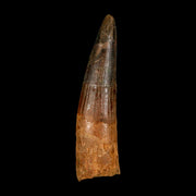 2.9" Spinosaurus Fossil Tooth 100 Million Years Old Cretaceous Dinosaur COA