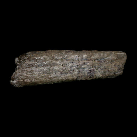 5.7" Phytosaur Fossil Skull Bone Late Triassic Age Archosaur Chinle FM, AZ COA - Fossil Age Minerals