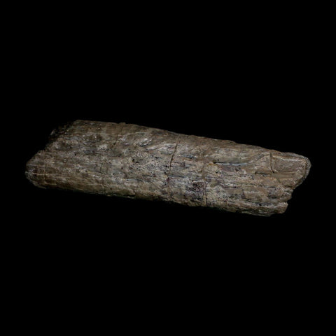5.7" Phytosaur Fossil Skull Bone Late Triassic Age Archosaur Chinle FM, AZ COA - Fossil Age Minerals