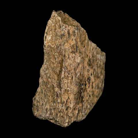 2.2" Tyrannosaurus Rex Fossil Bone Dinosaur Lance Creek Formation Wyoming COA - Fossil Age Minerals