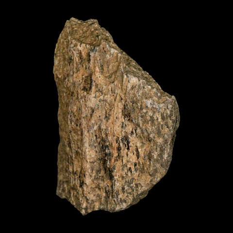 2.2" Tyrannosaurus Rex Fossil Bone Dinosaur Lance Creek Formation Wyoming COA - Fossil Age Minerals