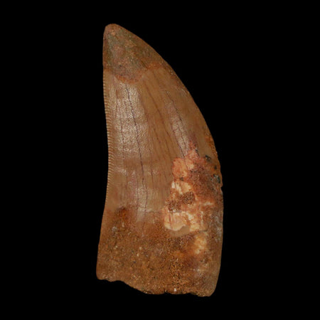 1.9" Carcharodontosaurus Fossil Tooth Cretaceous Dinosaur Morocco COA Stand
