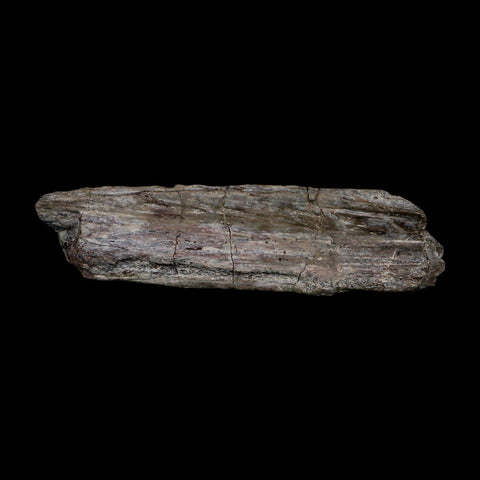 5.7" Phytosaur Fossil Skull Bone Late Triassic Age Archosaur Chinle FM, AZ COA - Fossil Age Minerals