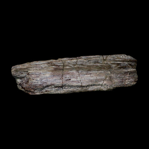 5.7" Phytosaur Fossil Skull Bone Late Triassic Age Archosaur Chinle FM, AZ COA - Fossil Age Minerals