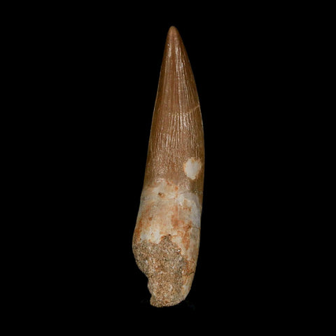 1.9" Plesiosaur Zarafasaura Tooth Fossil Cretaceous Dinosaur Era COA, Stand