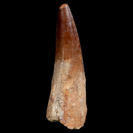 1.8" Spinosaurus Fossil Tooth 100 Mil Yrs Old Cretaceous Dinosaur COA & Stand
