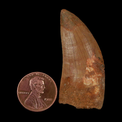 1.9" Carcharodontosaurus Fossil Tooth Cretaceous Dinosaur Morocco COA Stand