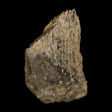 2.2" Tyrannosaurus Rex Fossil Bone Dinosaur Lance Creek Formation Wyoming COA - Fossil Age Minerals