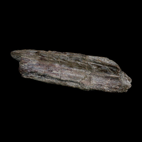 5.7" Phytosaur Fossil Skull Bone Late Triassic Age Archosaur Chinle FM, AZ COA - Fossil Age Minerals