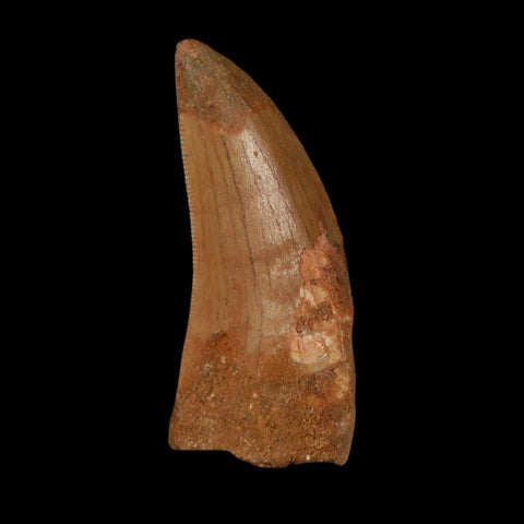 1.9" Carcharodontosaurus Fossil Tooth Cretaceous Dinosaur Morocco COA Stand