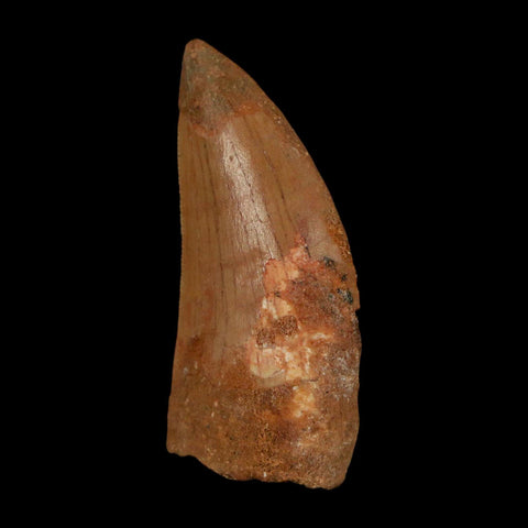 1.9" Carcharodontosaurus Fossil Tooth Cretaceous Dinosaur Morocco COA Stand