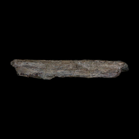 5.7" Phytosaur Fossil Skull Bone Late Triassic Age Archosaur Chinle FM, AZ COA - Fossil Age Minerals