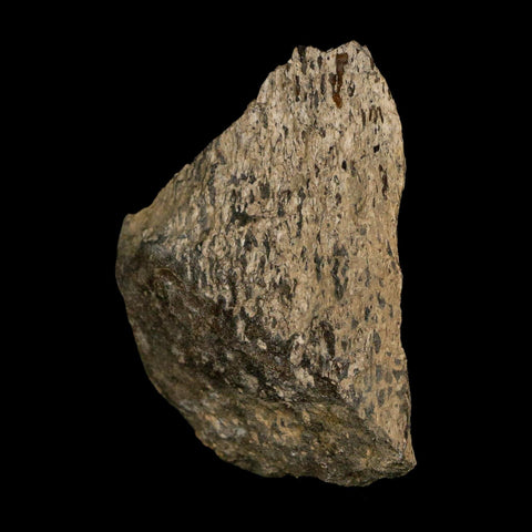 2.2" Tyrannosaurus Rex Fossil Bone Dinosaur Lance Creek Formation Wyoming COA - Fossil Age Minerals