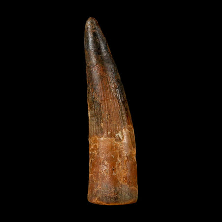 2.9" Spinosaurus Fossil Tooth 100 Million Years Old Cretaceous Dinosaur COA