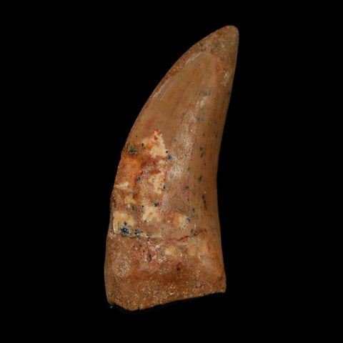 1.9" Carcharodontosaurus Fossil Tooth Cretaceous Dinosaur Morocco COA Stand