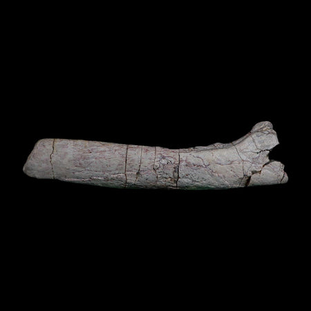 7.1" Phytosaur Fossil Skull Bone Late Triassic Age Archosaur Chinle FM, AZ COA