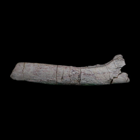 7.1" Phytosaur Fossil Skull Bone Late Triassic Age Archosaur Chinle FM, AZ COA - Fossil Age Minerals