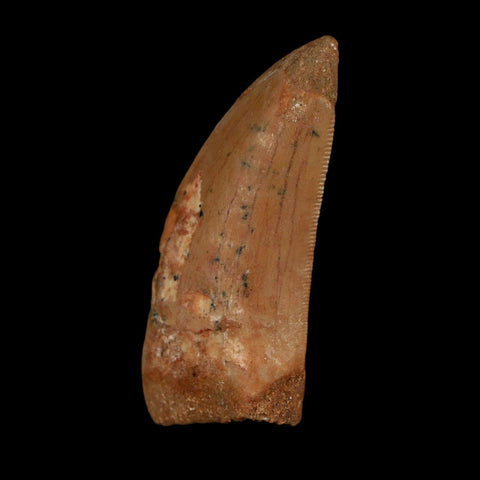 1.9" Carcharodontosaurus Fossil Tooth Cretaceous Dinosaur Morocco COA Stand