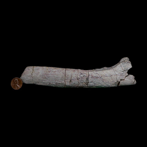 7.1" Phytosaur Fossil Skull Bone Late Triassic Age Archosaur Chinle FM, AZ COA - Fossil Age Minerals