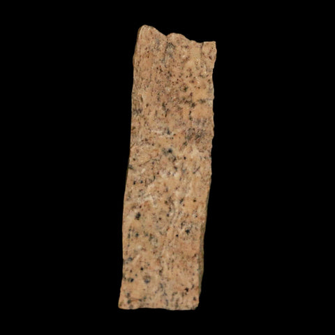 1.1" Tyrannosaurus Rex Fossil Bone Dinosaur Lance Creek Formation Wyoming COA - Fossil Age Minerals