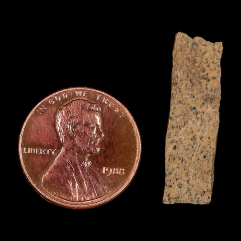 1.1" Tyrannosaurus Rex Fossil Bone Dinosaur Lance Creek Formation Wyoming COA - Fossil Age Minerals