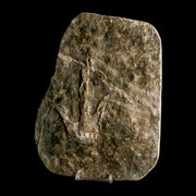 3.9" Grallator Variabilis Dinosaurs Track Foot Print Jurassic Age France COA, Stand