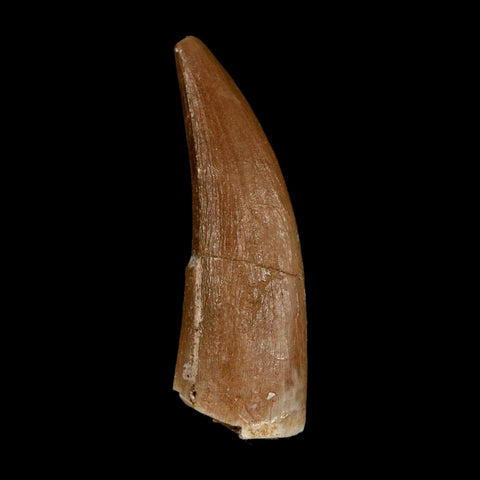 1.5" Plesiosaur Zarafasaura Tooth Fossil Cretaceous Dinosaur Era COA, Stand
