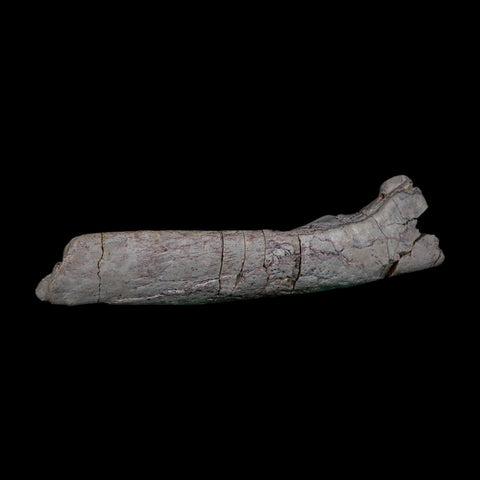 7.1" Phytosaur Fossil Skull Bone Late Triassic Age Archosaur Chinle FM, AZ COA - Fossil Age Minerals
