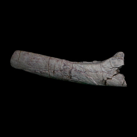 7.1" Phytosaur Fossil Skull Bone Late Triassic Age Archosaur Chinle FM, AZ COA - Fossil Age Minerals