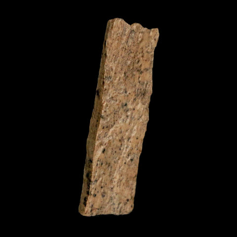 1.1" Tyrannosaurus Rex Fossil Bone Dinosaur Lance Creek Formation Wyoming COA - Fossil Age Minerals