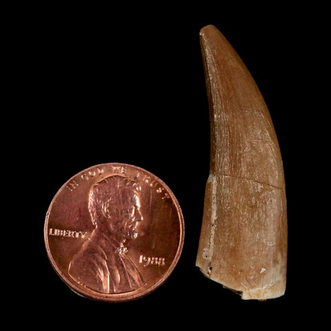 1.5" Plesiosaur Zarafasaura Tooth Fossil Cretaceous Dinosaur Era COA, Stand