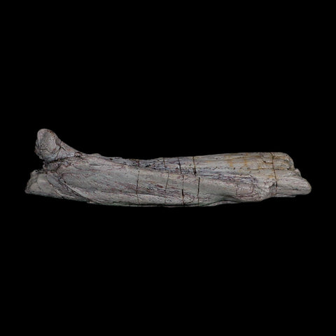 7.1" Phytosaur Fossil Skull Bone Late Triassic Age Archosaur Chinle FM, AZ COA - Fossil Age Minerals