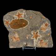 4 Two Brittlestar Petraster Starfish Fossil Ordovician Blekus Morocco COA, Stand