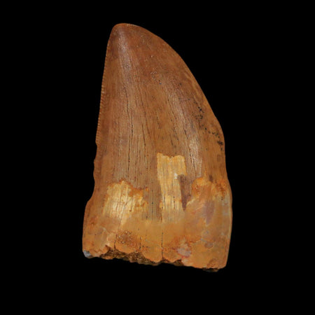 1.7" Carcharodontosaurus Fossil Tooth Cretaceous Dinosaur Morocco COA Stand