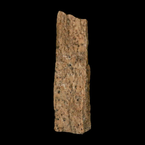 1.1" Tyrannosaurus Rex Fossil Bone Dinosaur Lance Creek Formation Wyoming COA - Fossil Age Minerals