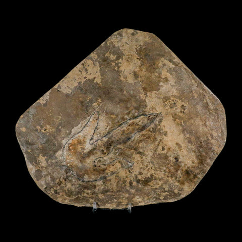 4.8" Grallator Variabilis Dinosaurs Track Foot Print Jurassic Age France COA, Stand - Fossil Age Minerals