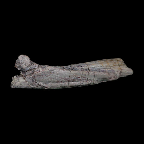 7.1" Phytosaur Fossil Skull Bone Late Triassic Age Archosaur Chinle FM, AZ COA - Fossil Age Minerals