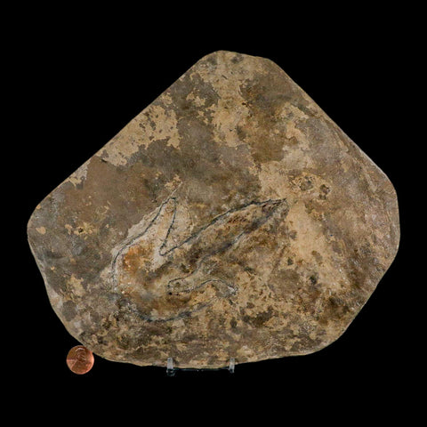 4.8" Grallator Variabilis Dinosaurs Track Foot Print Jurassic Age France COA, Stand - Fossil Age Minerals