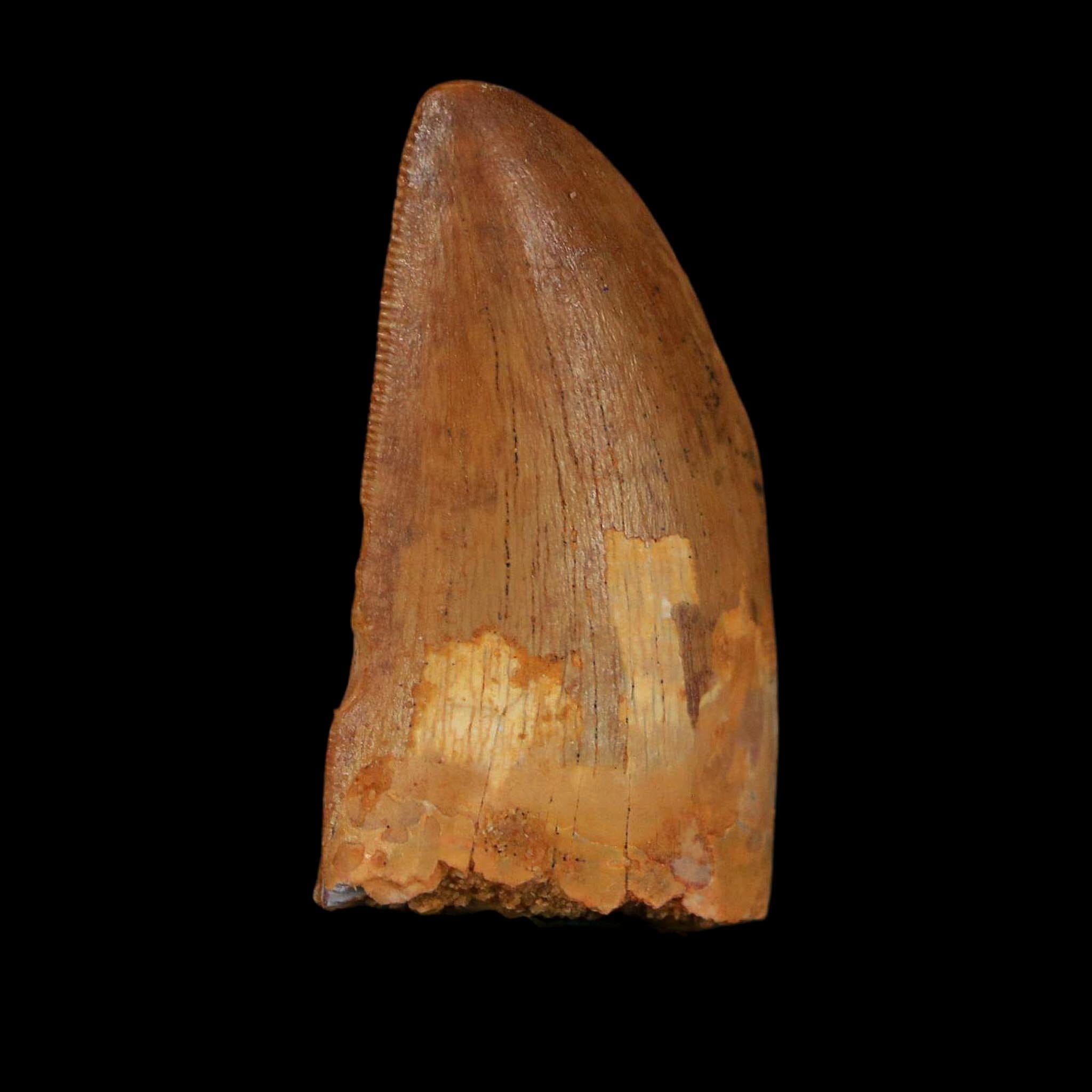 1.7" Carcharodontosaurus Fossil Tooth Cretaceous Dinosaur Morocco COA Stand - Fossil Age Minerals