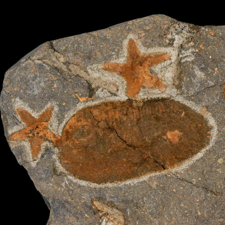 4 Two Brittlestar Petraster Starfish Fossil Ordovician Blekus Morocco COA, Stand