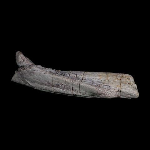 7.1" Phytosaur Fossil Skull Bone Late Triassic Age Archosaur Chinle FM, AZ COA - Fossil Age Minerals