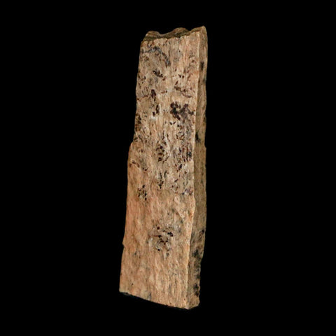 1.1" Tyrannosaurus Rex Fossil Bone Dinosaur Lance Creek Formation Wyoming COA - Fossil Age Minerals