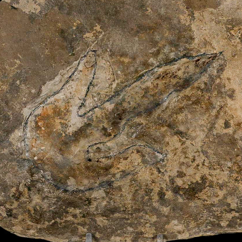 4.8" Grallator Variabilis Dinosaurs Track Foot Print Jurassic Age France COA, Stand - Fossil Age Minerals