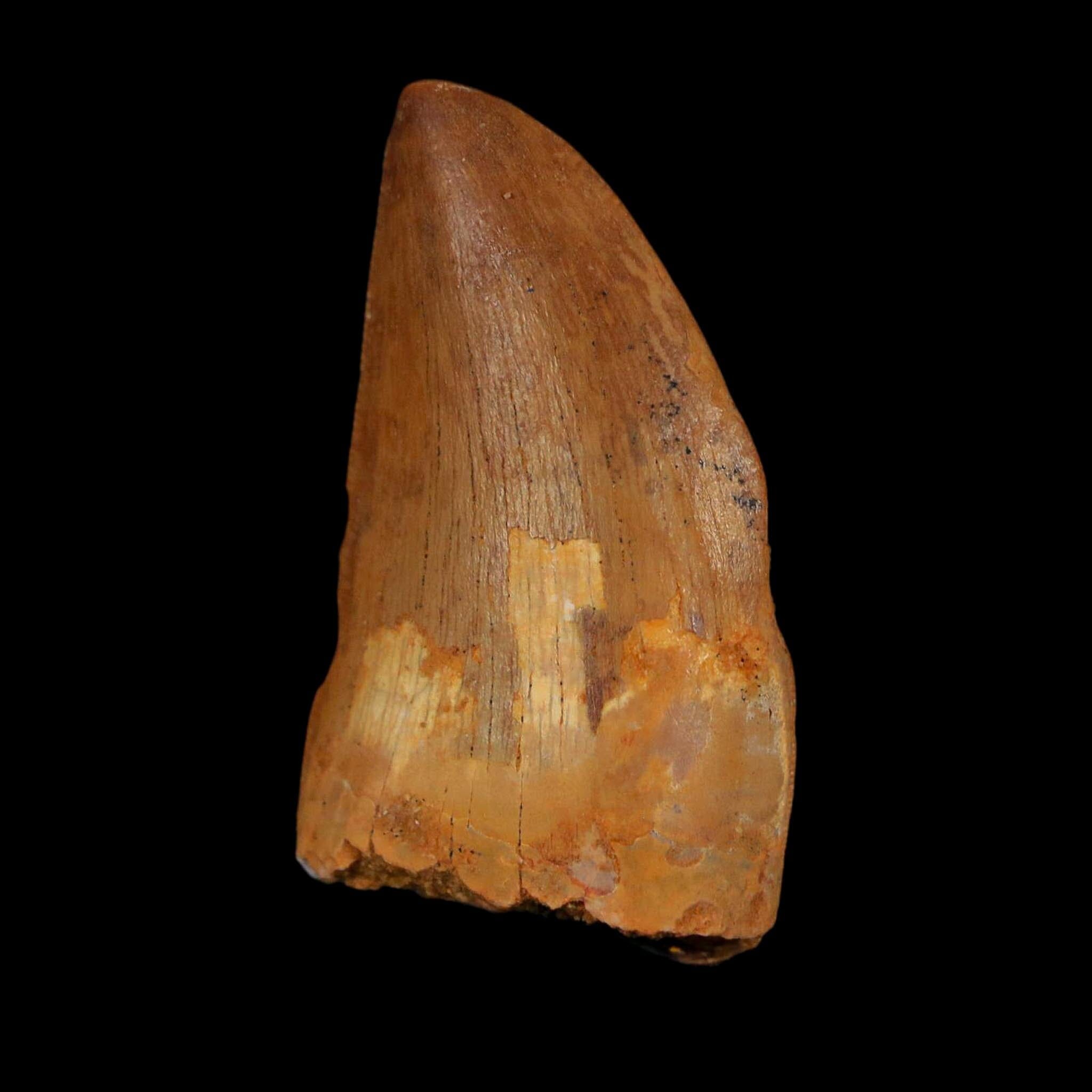 1.7" Carcharodontosaurus Fossil Tooth Cretaceous Dinosaur Morocco COA Stand - Fossil Age Minerals